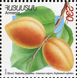 Flora and Fauna of Armenia (XII issue) - Armeniaca vulgaris