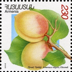 Flora and Fauna of Armenia (XII issue) - Armeniaca vulgaris