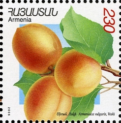 Stamp, Flora and Fauna of Armenia (XII issue) - Armeniaca vulgaris, Armenia,  