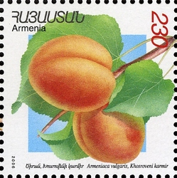 Flora and Fauna of Armenia (XII issue) - Armeniaca vulgaris