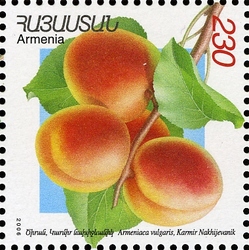 Flora and Fauna of Armenia (XII issue) - Armeniaca vulgaris