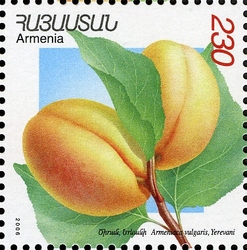 Flora and Fauna of Armenia (XII issue) - Armeniaca vulgaris