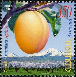Armenian Apricot