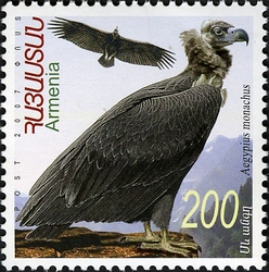 Flora and Fauna of Armenia - Aegypius monachus
