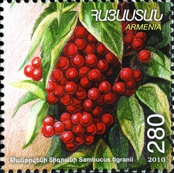Stamp, Armenian Flora and Fauna - 75th Anniversary of Botanical Garden's Foundation - Sambucus tigranii, Armenia,  