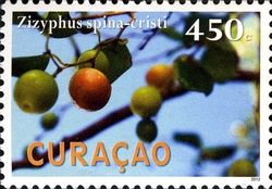Plants of Curacao - Apeldam
