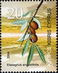 Fruits of Cyprus - Elaeagnus angustifolia - Bohemian olive