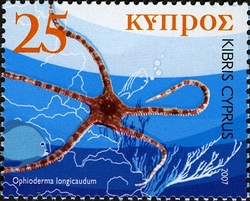 Echinodermata of Cyprus - Ophioderma longicaudum