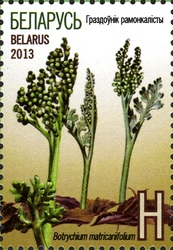 Stamp, The Red Book of the Republic of Belarus - Moonwort, Belarus,  