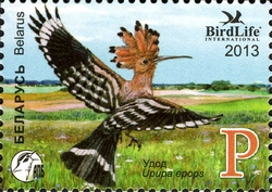 Bird of the Year - Hoopoe