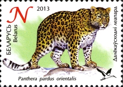 Zoos in Belarus - Amur Leopard