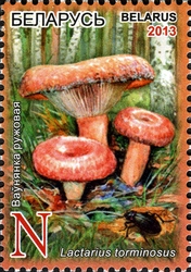 Edible Mushrooms - Lactarius torminosus