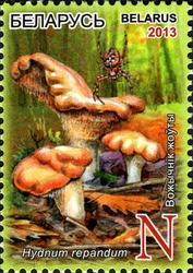 Edible Mushrooms - Hydnum repandum