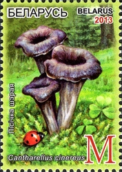 Edible Mushrooms - Cantharellus cinereus