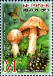 Edible Mushrooms - Rozites caperatus