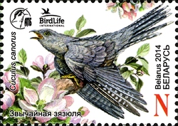 Bird of the Year - Common Cuckoo