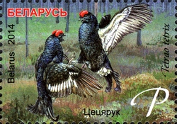 Biotopes of Belarus - Bogs - Black Grouse