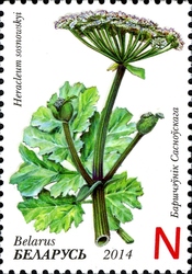 Invasive plants of Belarus - Sosnowsky's hogweed