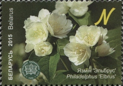 Stamp, The Central botanical Garden of NAS of Belarus - Mock orange, Belarus,  