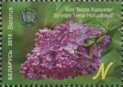 The Central botanical Garden of NAS of Belarus - Lilac