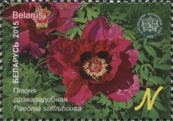 The Central botanical Garden of NAS of Belarus - Peony tree