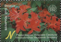 The Central botanical Garden of NAS of Belarus - Rhododendron