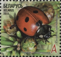 Insects - Ladybirds - 7-spot Ladybird