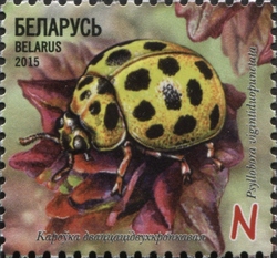 Insects - Ladybirds - 22-spot Ladybird