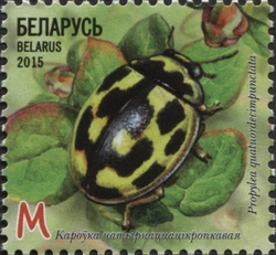 Insects - Ladybirds - 14-spot Ladybird