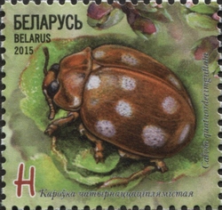 Insects - Ladybirds - Cream-spot Ladybird