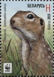 WWF - Speckled Ground squirrel