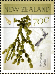 Stamp, New Zealand Native Seaweeds - Hormosira banksii, New Zealand,  