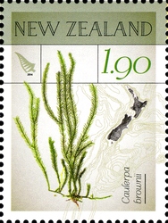 New Zealand Native Seaweeds - Caulerpa brownii