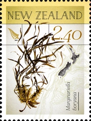 New Zealand Native Seaweeds - Marginariella boryana