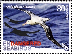 Stamp, Endangered Seabirds - Antipodean Albatross, New Zealand,  