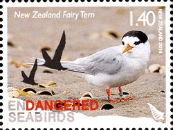 Endangered Seabirds - New Zealand Fairy Tern