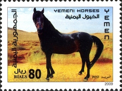 Yemen Horses