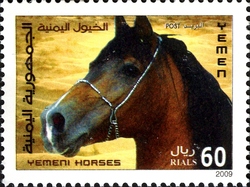 Yemen Horses