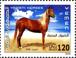 Yemen Horses