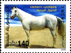 Yemen Horses