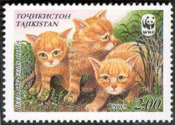 WWF - Reed cat kittens
