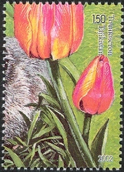 Nature of Middle Asia - tulip