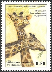 40 years of Dunshanbe Zoo - Giraffe