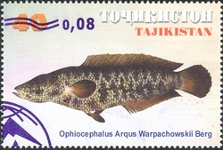 Fish overprinted with new values - Ophiocephalus Arqus Warpachowskii Berg