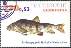 Fish overprinted with new values - Schizopyqopsis Stoliczkai Steindachner