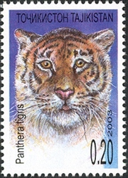 Tiger - Panthera tigris
