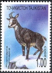 Chamois