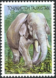 Asian Elephant