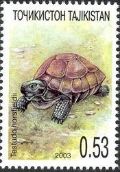 Nature of Middle Asia - Testudo horsfieldii