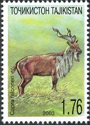 Nature of Middle Asia - Capra falconeri